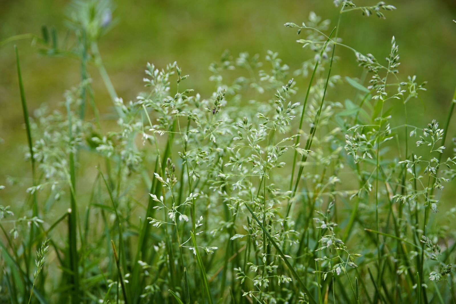 Sony a7R II + Sony E PZ 18-105mm F4 G OSS sample photo. Green, grass, flowering photography