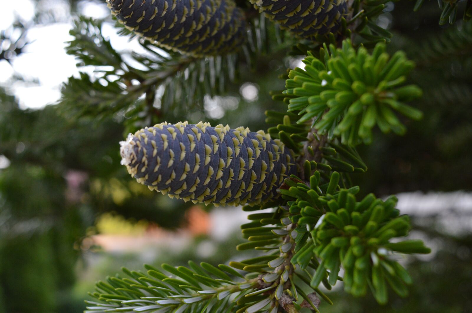Nikon D3200 sample photo. Conifer, tree, cone photography