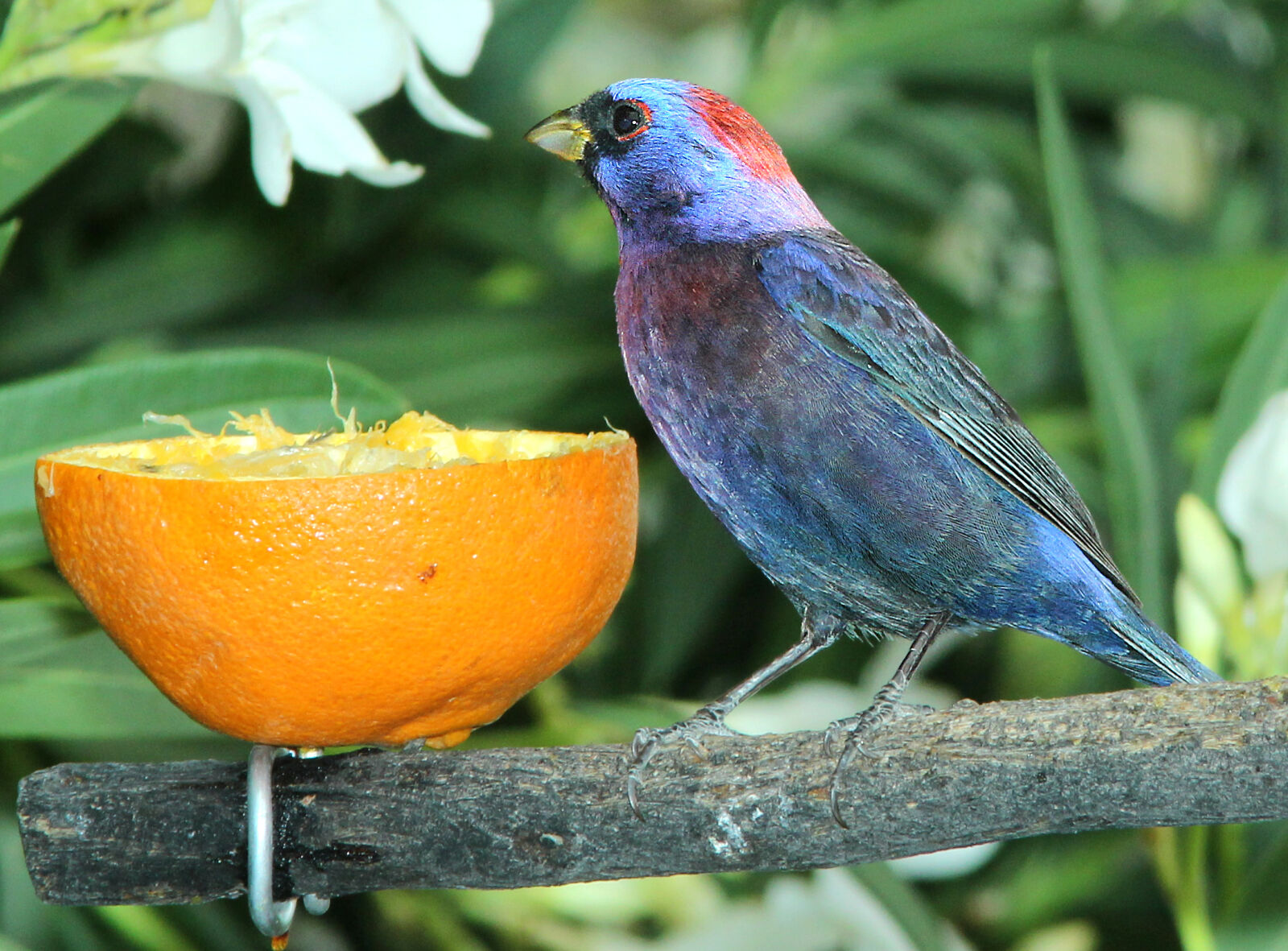 Canon EF 300mm F4L IS USM sample photo
