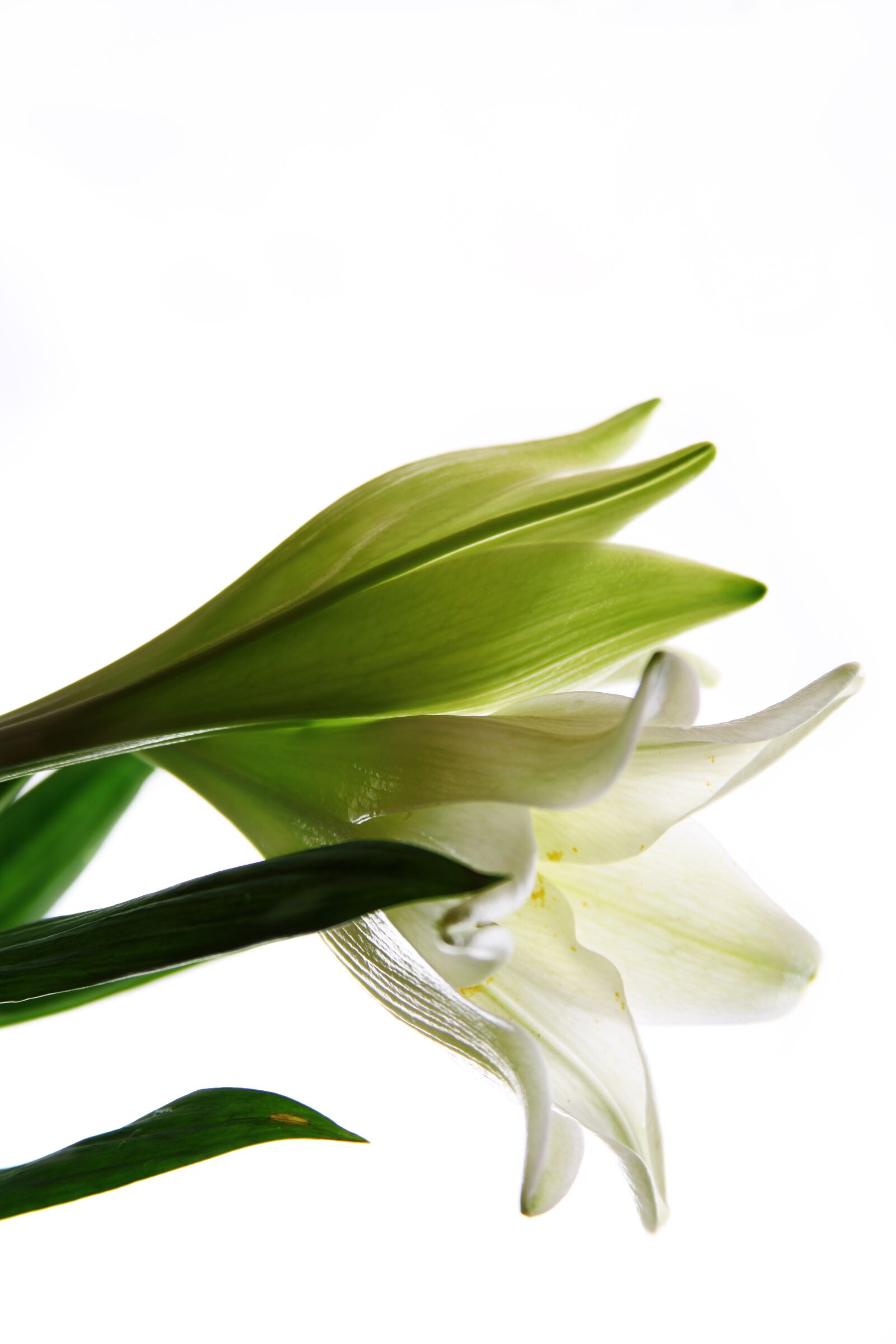 Canon EOS 5D Mark II sample photo. White, lily, lilies photography