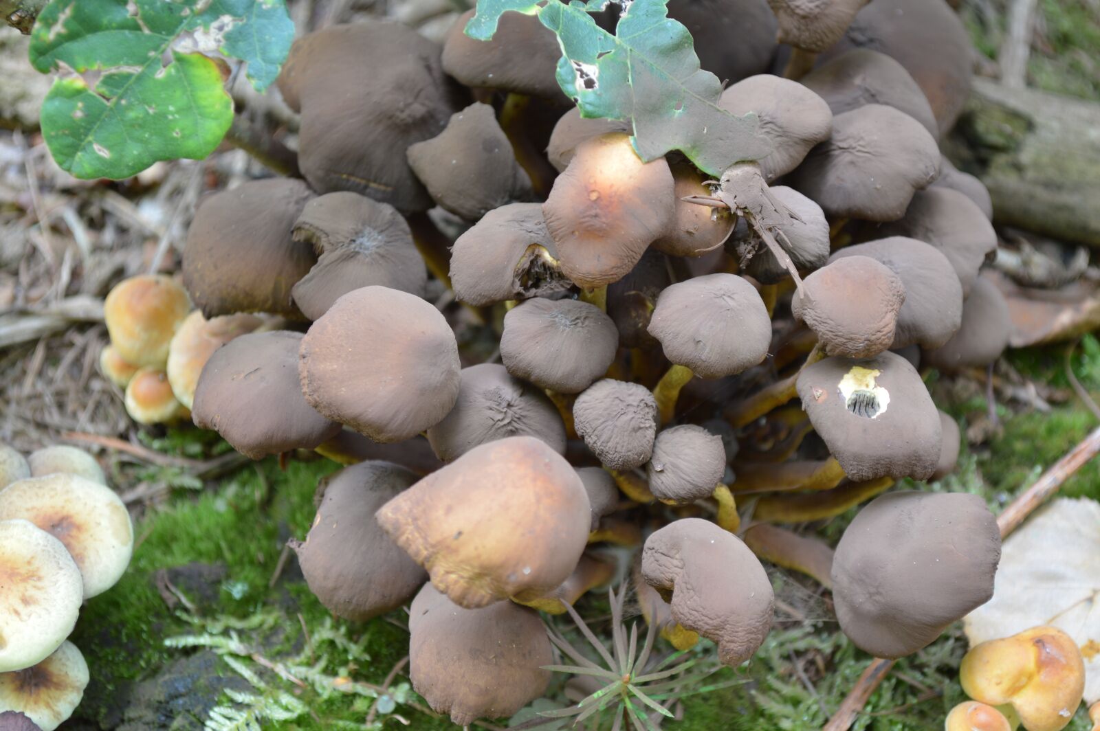 Nikon D3200 sample photo. Mushroom, nature, wood photography