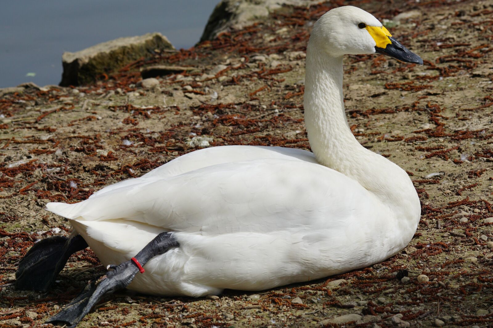 Sony ILCA-77M2 + Sony 70-400mm F4-5.6 G SSM sample photo. Swan, tundra swan, magpie photography