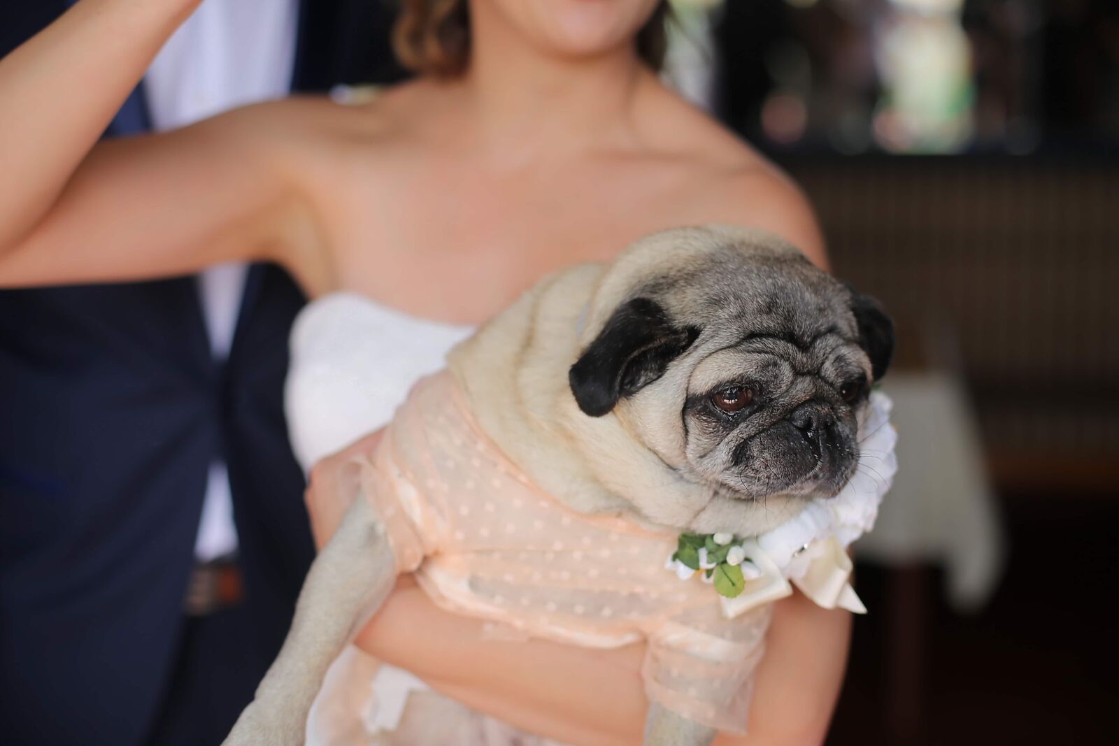 Canon EF 50mm F1.4 USM sample photo. Wedding dress, wedding, dog photography