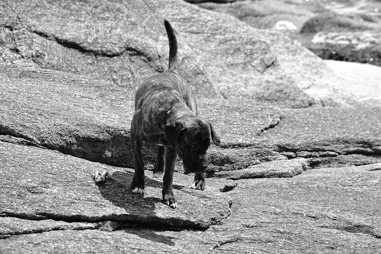 Nikon D5200 sample photo. Animal, domestique, animalier, animaux photography