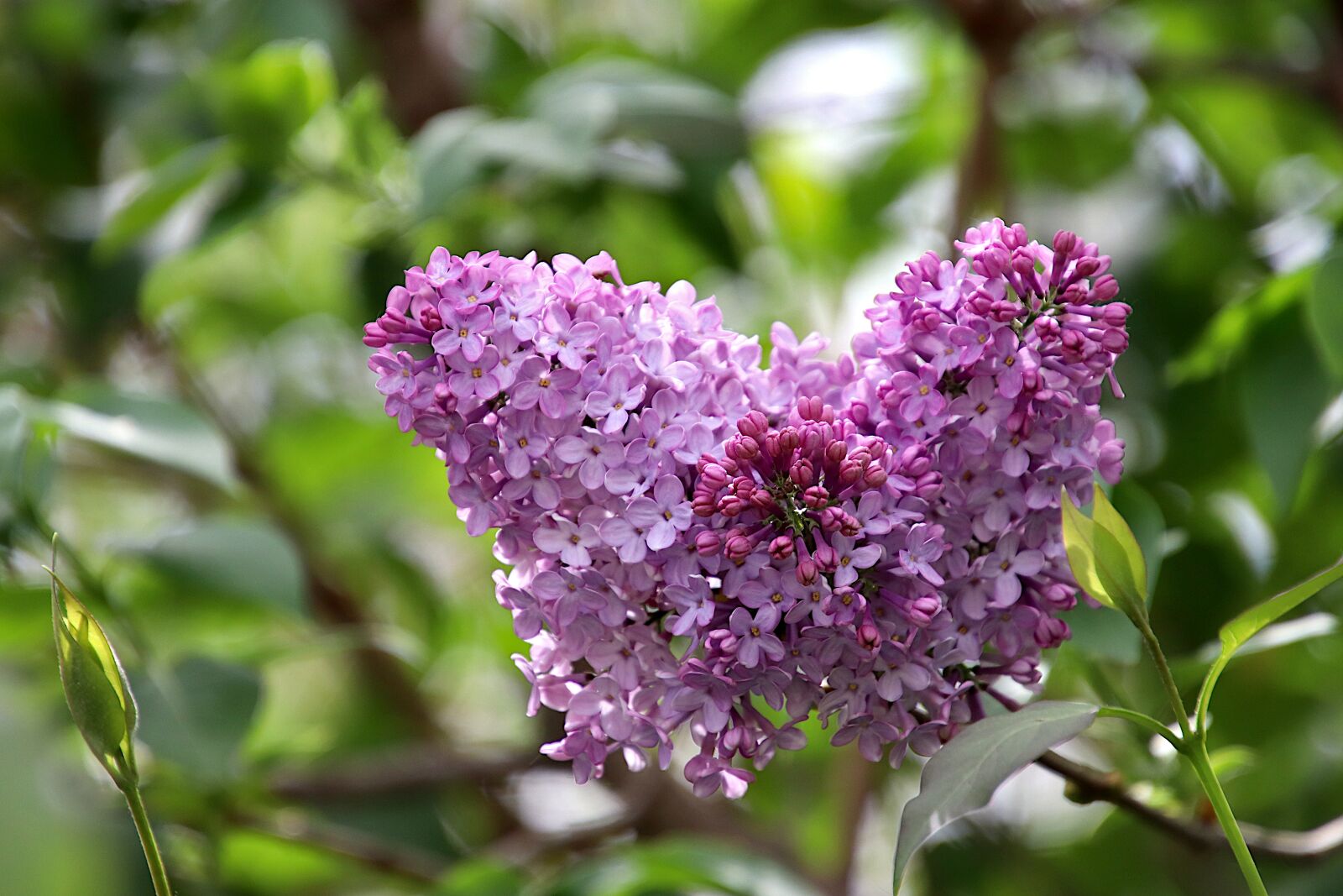 Canon EOS 800D (EOS Rebel T7i / EOS Kiss X9i) sample photo. Lilac, flowers, color pink photography