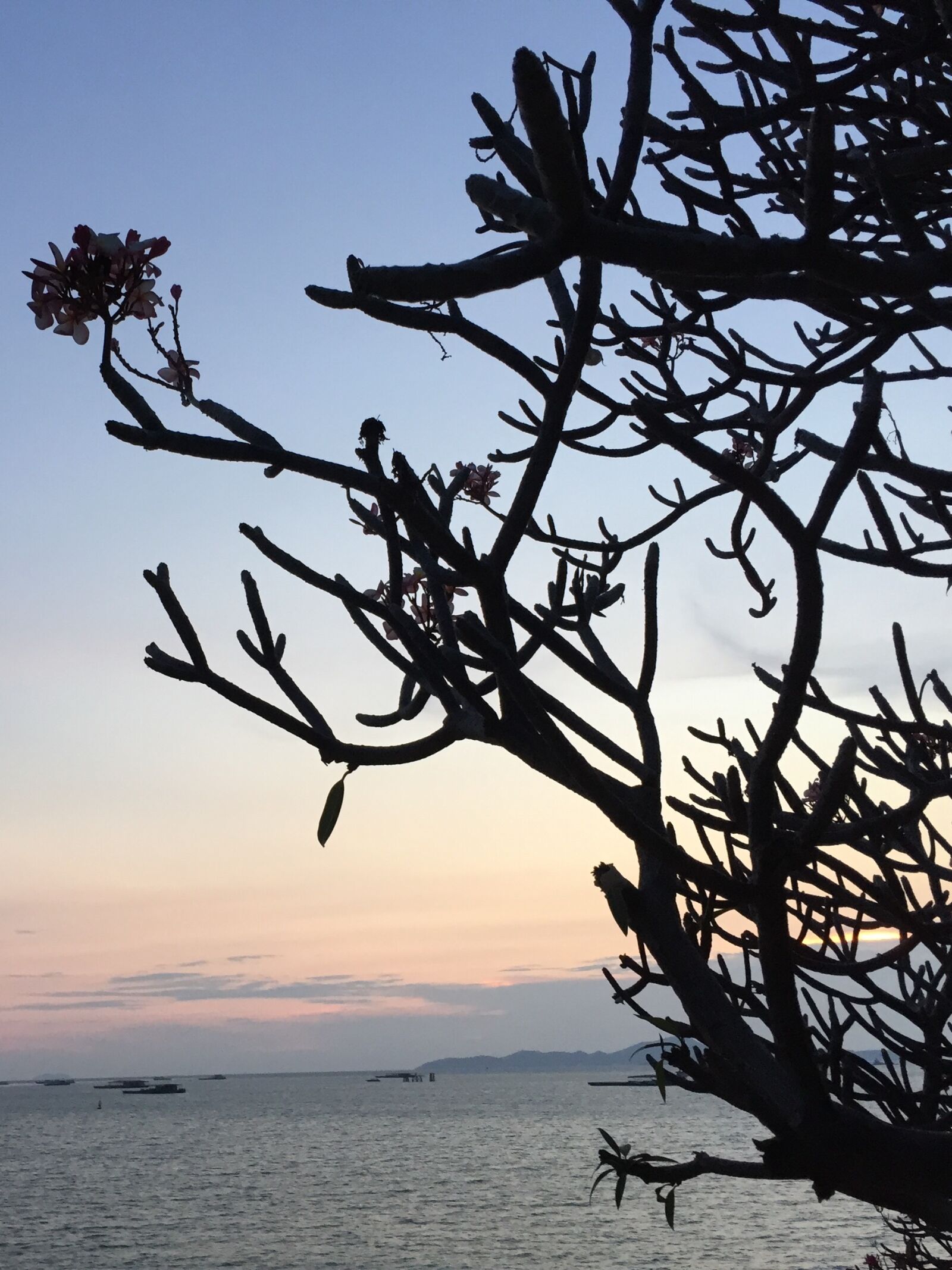 Apple iPhone 6 sample photo. Dusk, sea, thailand, tree photography