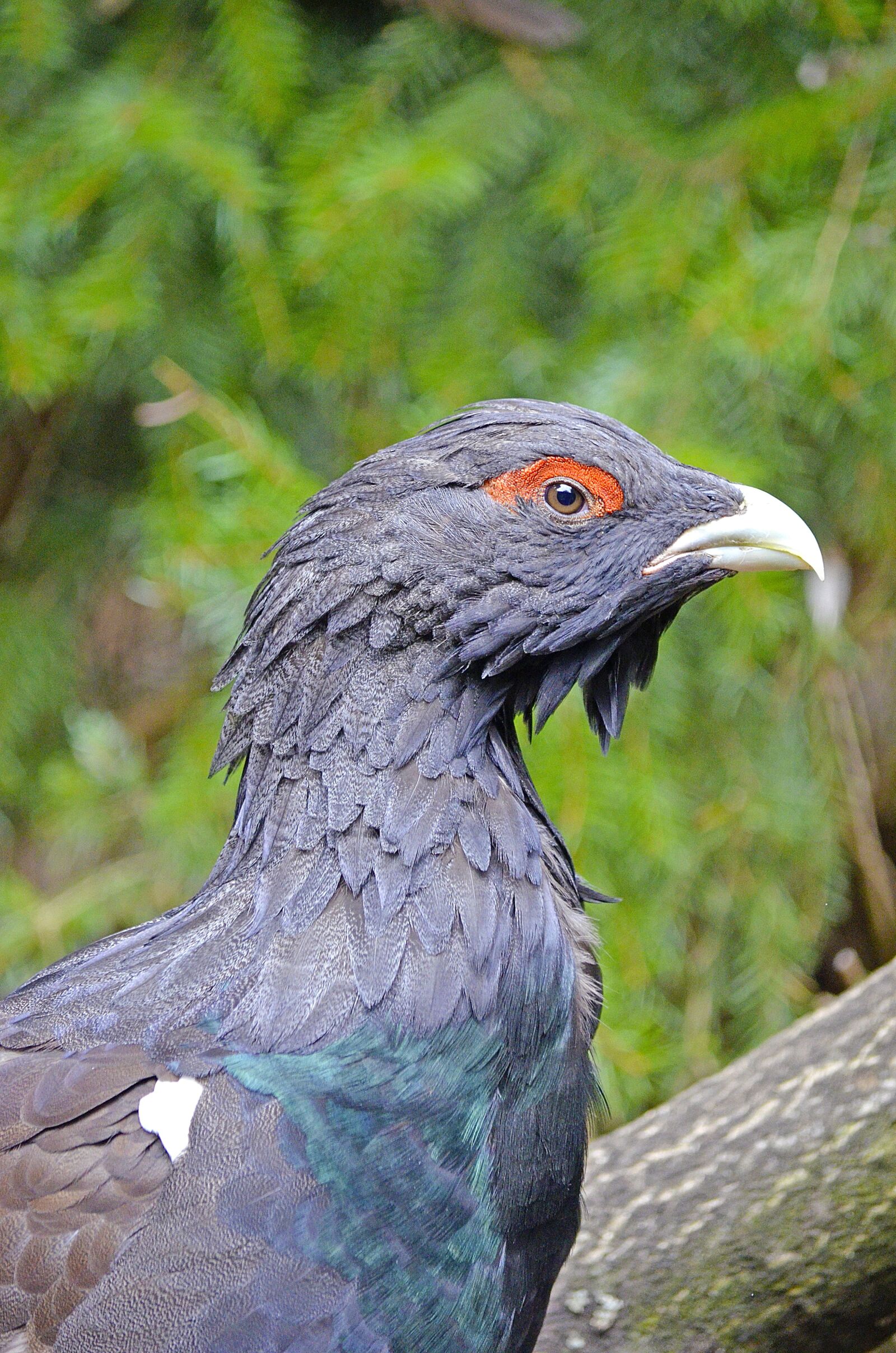 Nikon D5100 sample photo. Auerhahn, bird, species photography