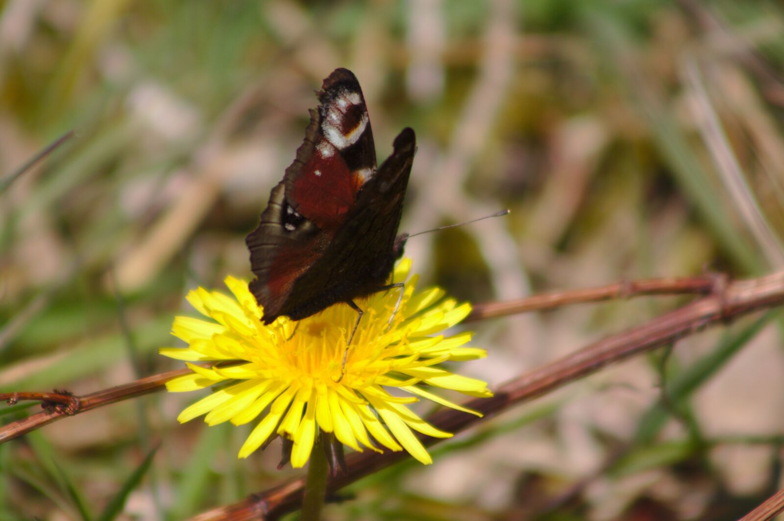 Canon EOS 50D sample photo. Butterfly, peacock, dandelion photography