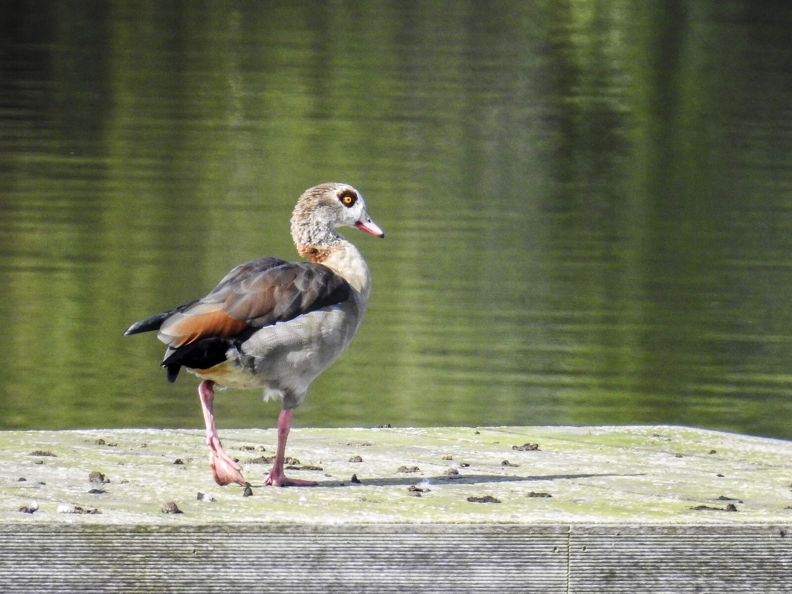 Nikon Coolpix P900 sample photo. Nilgans, goose, water bird photography