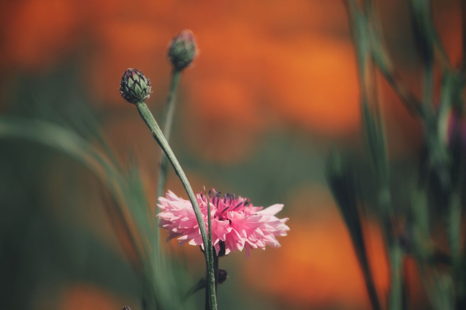 Canon EOS 1200D (EOS Rebel T5 / EOS Kiss X70 / EOS Hi) sample photo. Cornflower, pink, nature photography