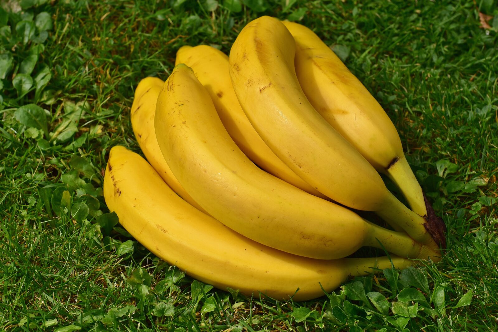 Nikon D7200 sample photo. Bananas, fruits, fruit photography