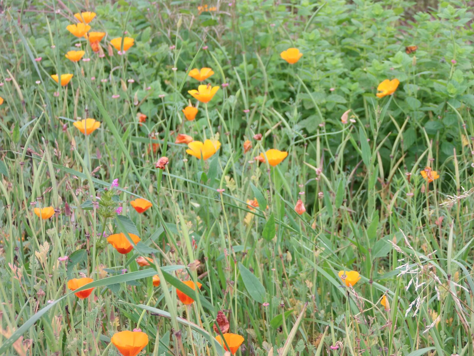 Olympus SP-720UZ sample photo. Orange, wildflowers, garden photography