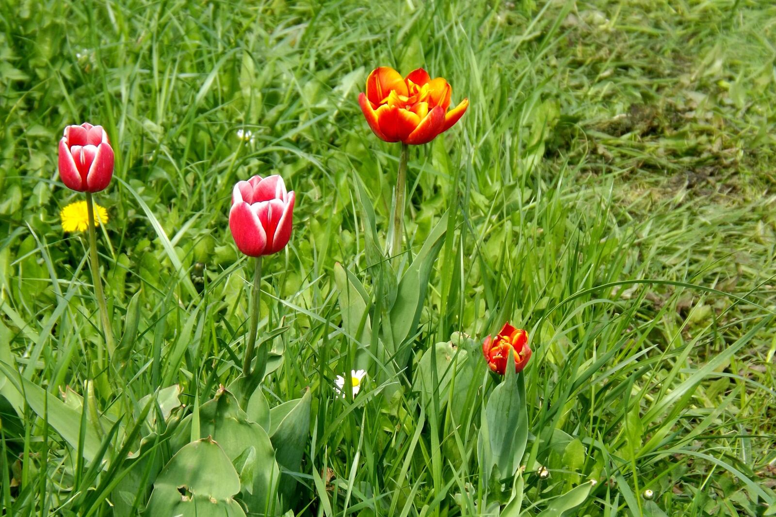 Fujifilm FinePix S4300 sample photo. Spring meadow, tulips, spring photography