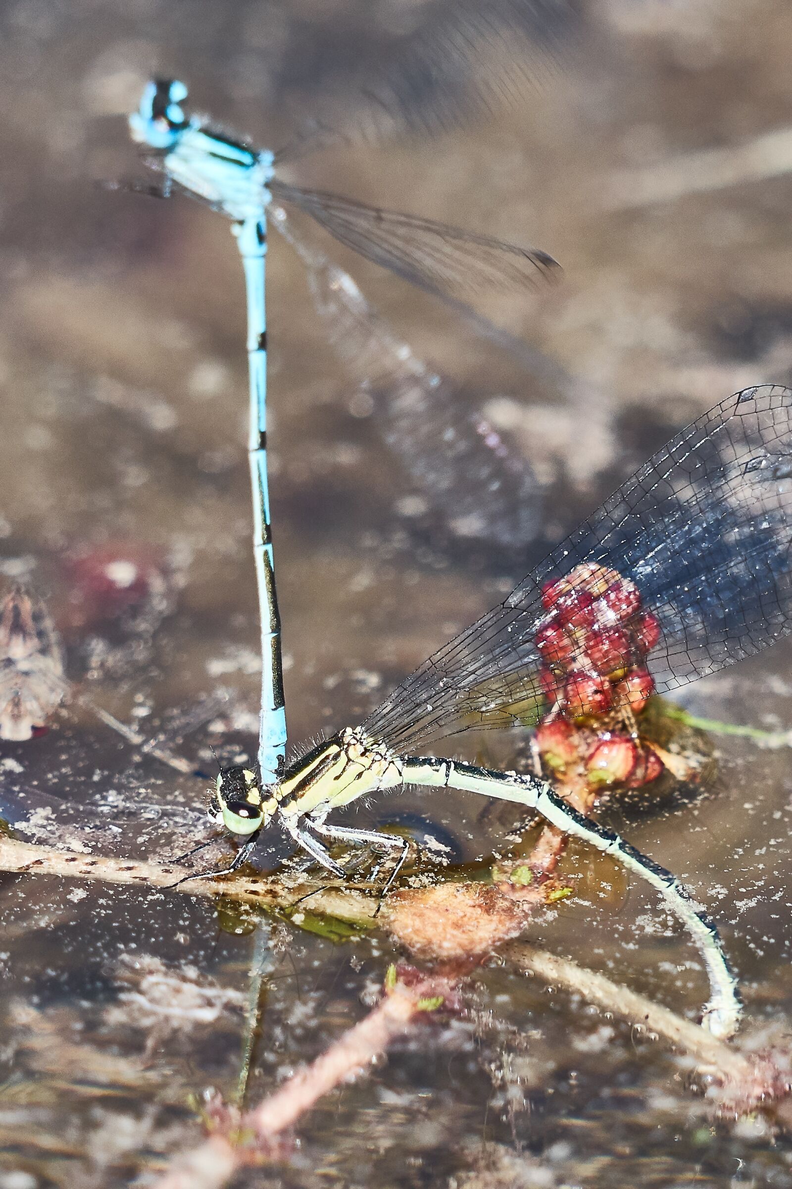 Panasonic Lumix DC-GH5 + LEICA DG 100-400/F4.0-6.3 sample photo. Dragonfly, parung, nature photography