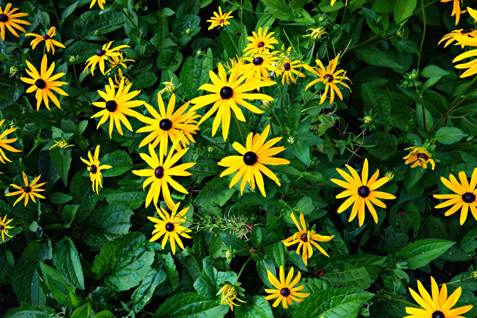Sony Cyber-shot DSC-RX100 sample photo. Flower, plant, yellow flower photography