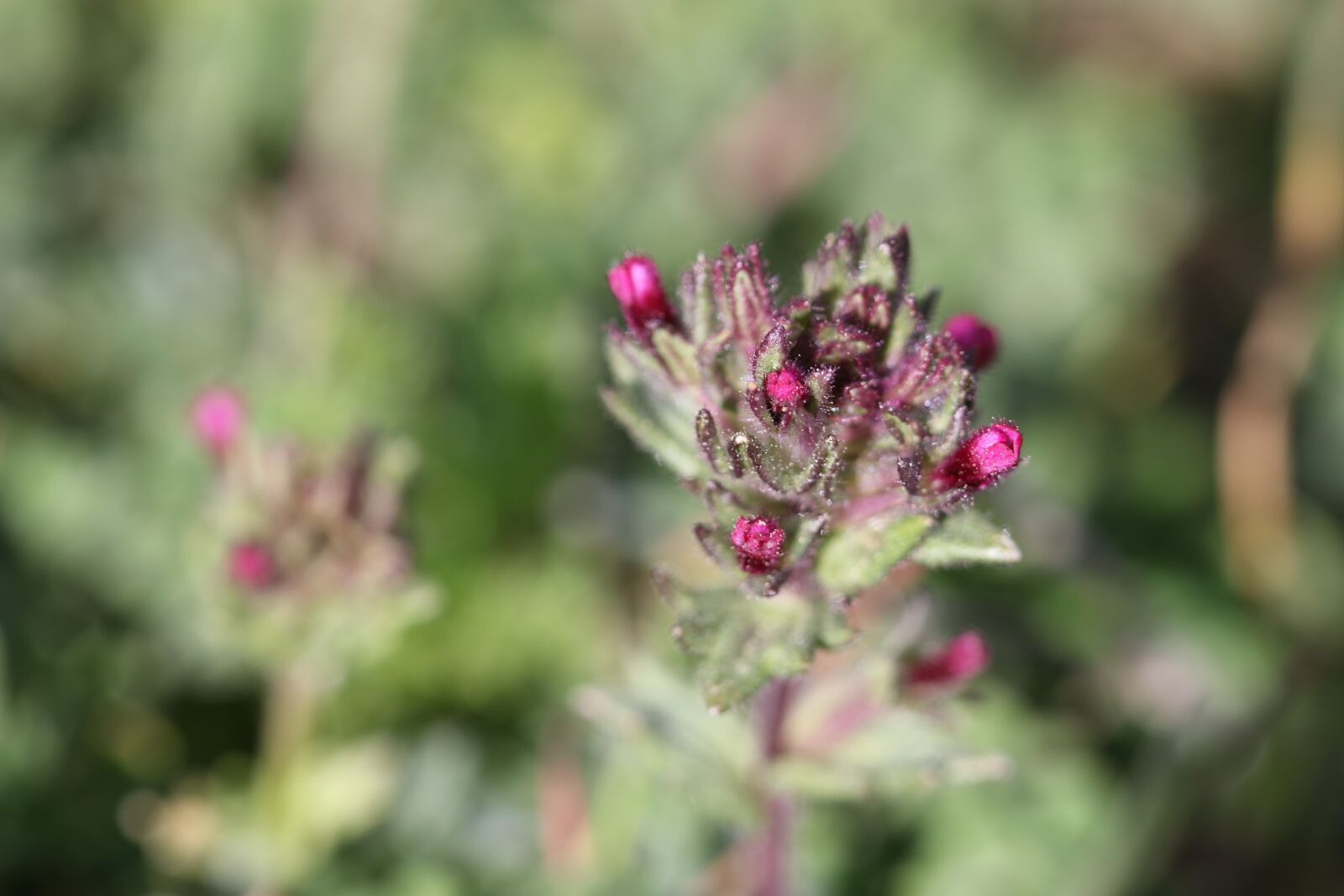 Canon EOS 70D + Canon EF 100mm F2.8 Macro USM sample photo. Green, pink, flower photography