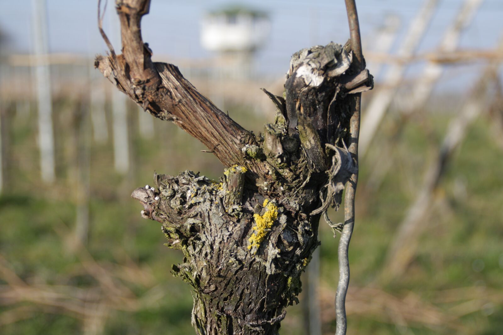 Canon EOS 1000D (EOS Digital Rebel XS / EOS Kiss F) sample photo. Vineyard, grape, plant photography