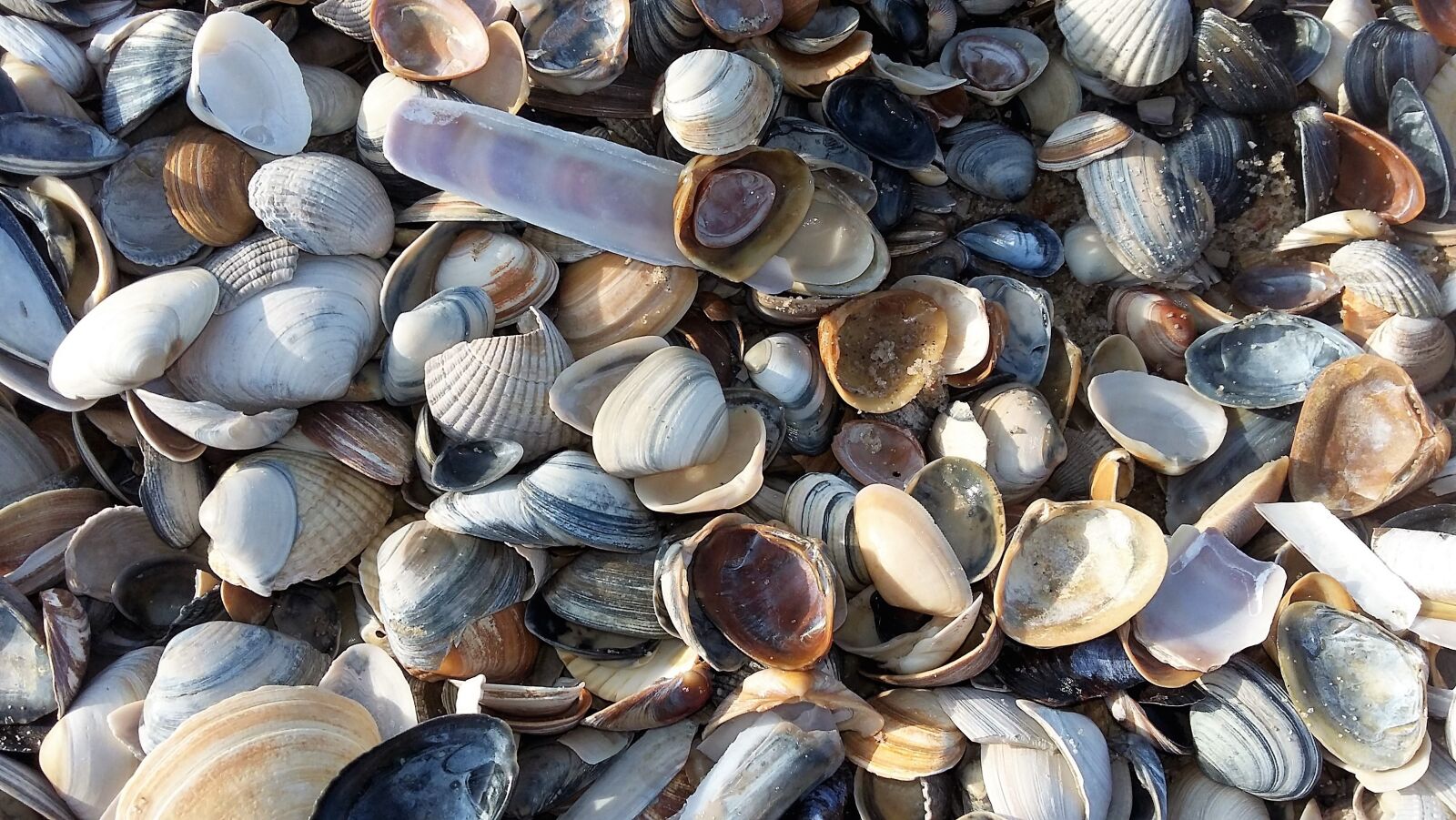 Samsung Galaxy Grand Prime sample photo. Mussels, beach, sea photography