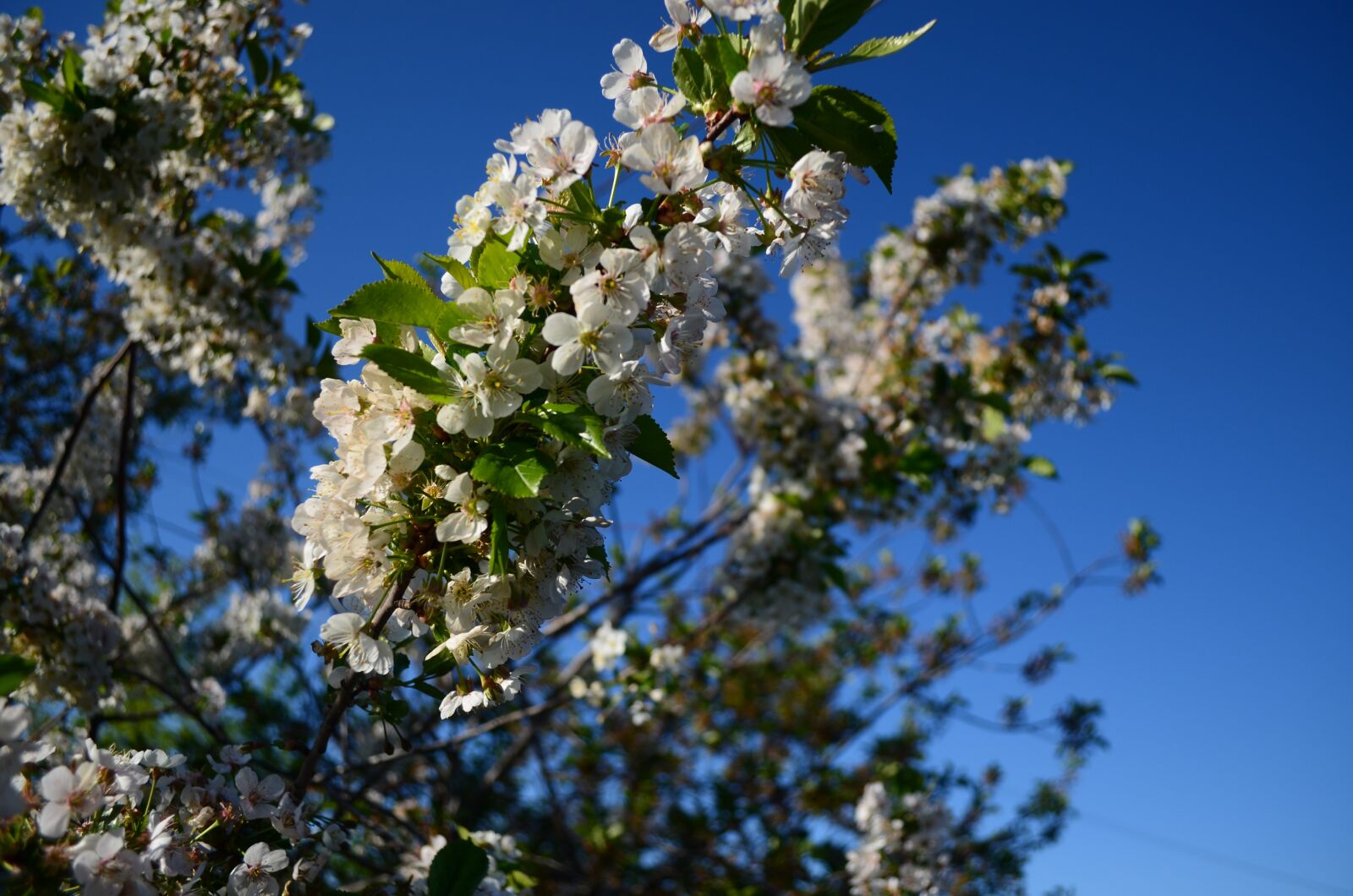 Nikon D5100 sample photo. Cherry, flowers, branch photography