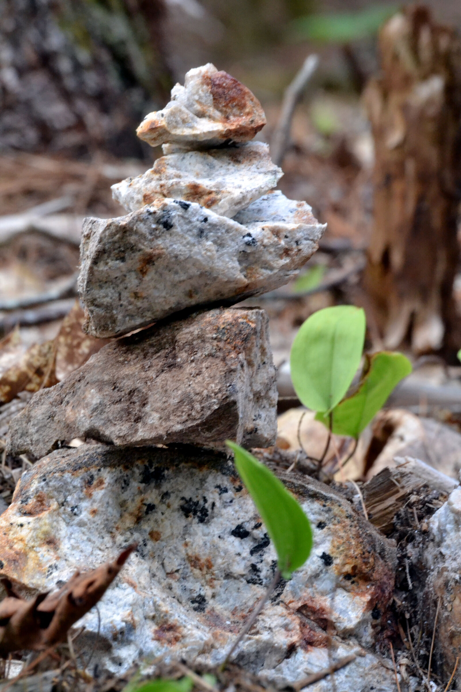 Nikon D3100 sample photo. Forest, meditate, nature, rocks photography