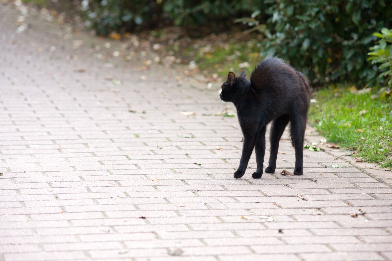 Canon EOS 40D sample photo. Friday 13, hypnosis, cat photography