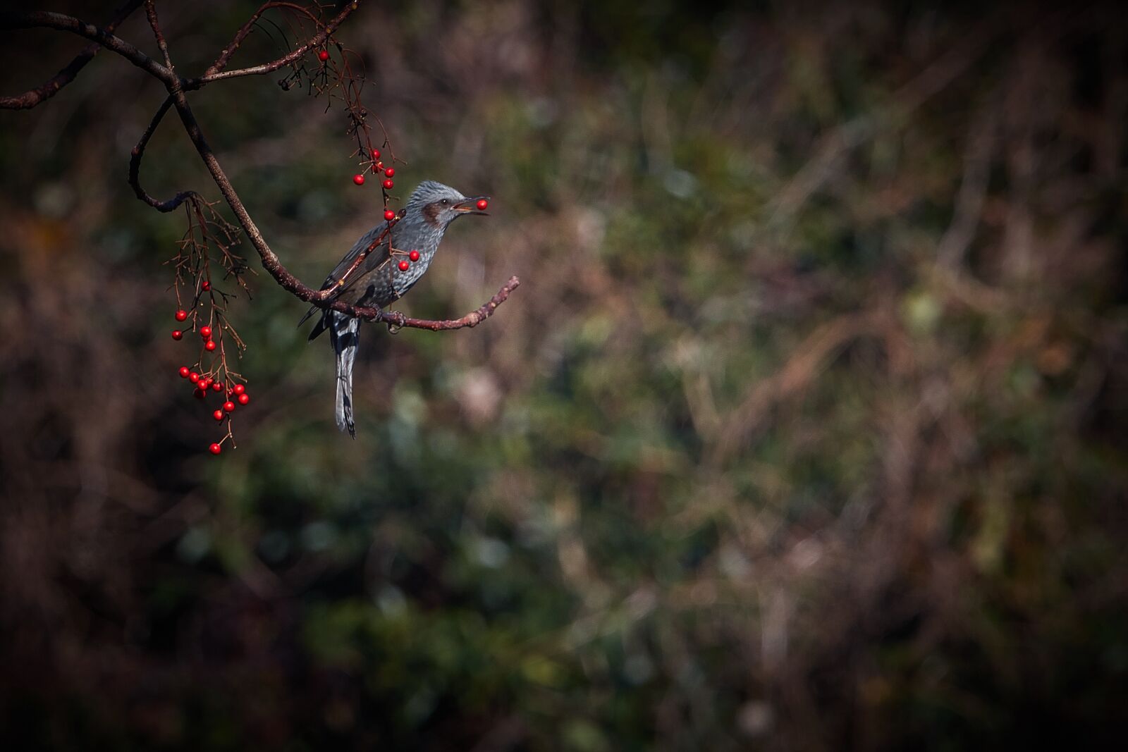Canon EF 70-200mm F2.8L IS USM sample photo. Bird, red fruit, thrush photography