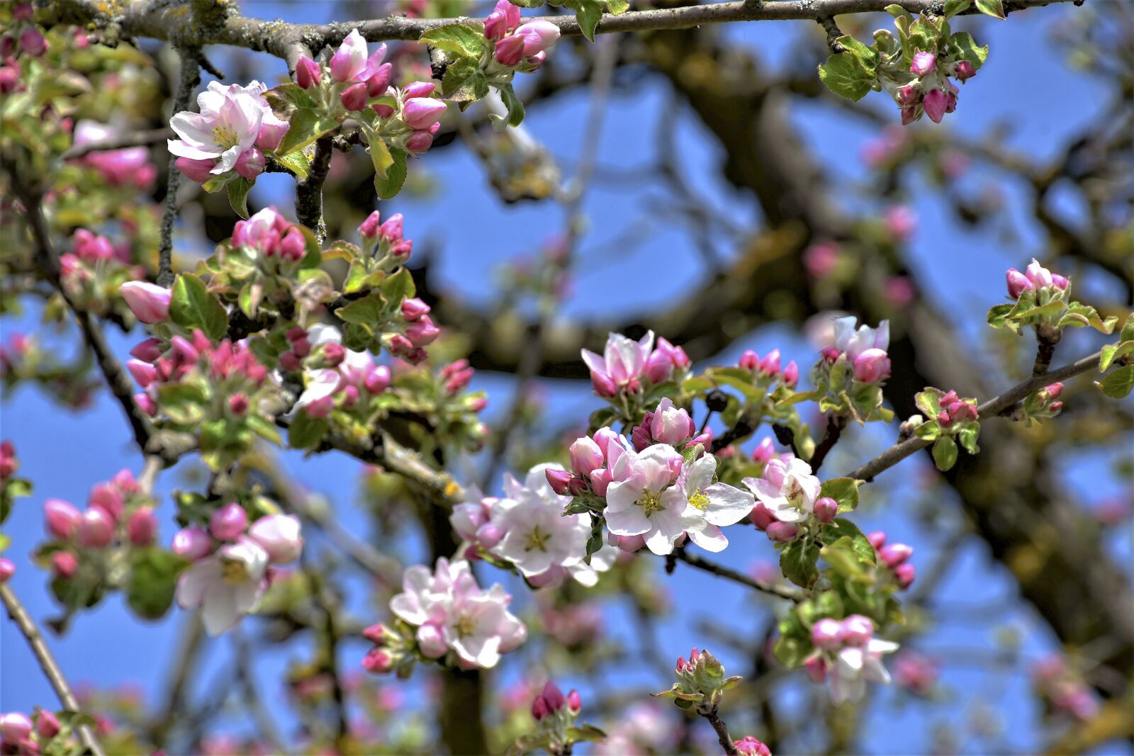 Nikon D7200 sample photo. Apple tree, apple blossom photography