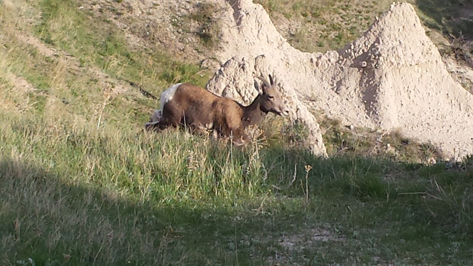 Samsung Galaxy S4 sample photo. Mountain goat, goat, mammal photography