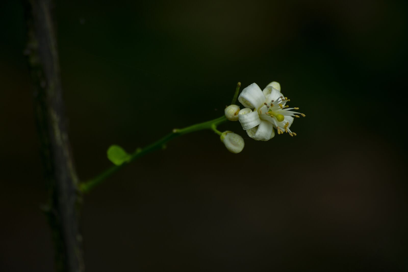 Nikon D3400 sample photo. Flower flowers, nature, background photography