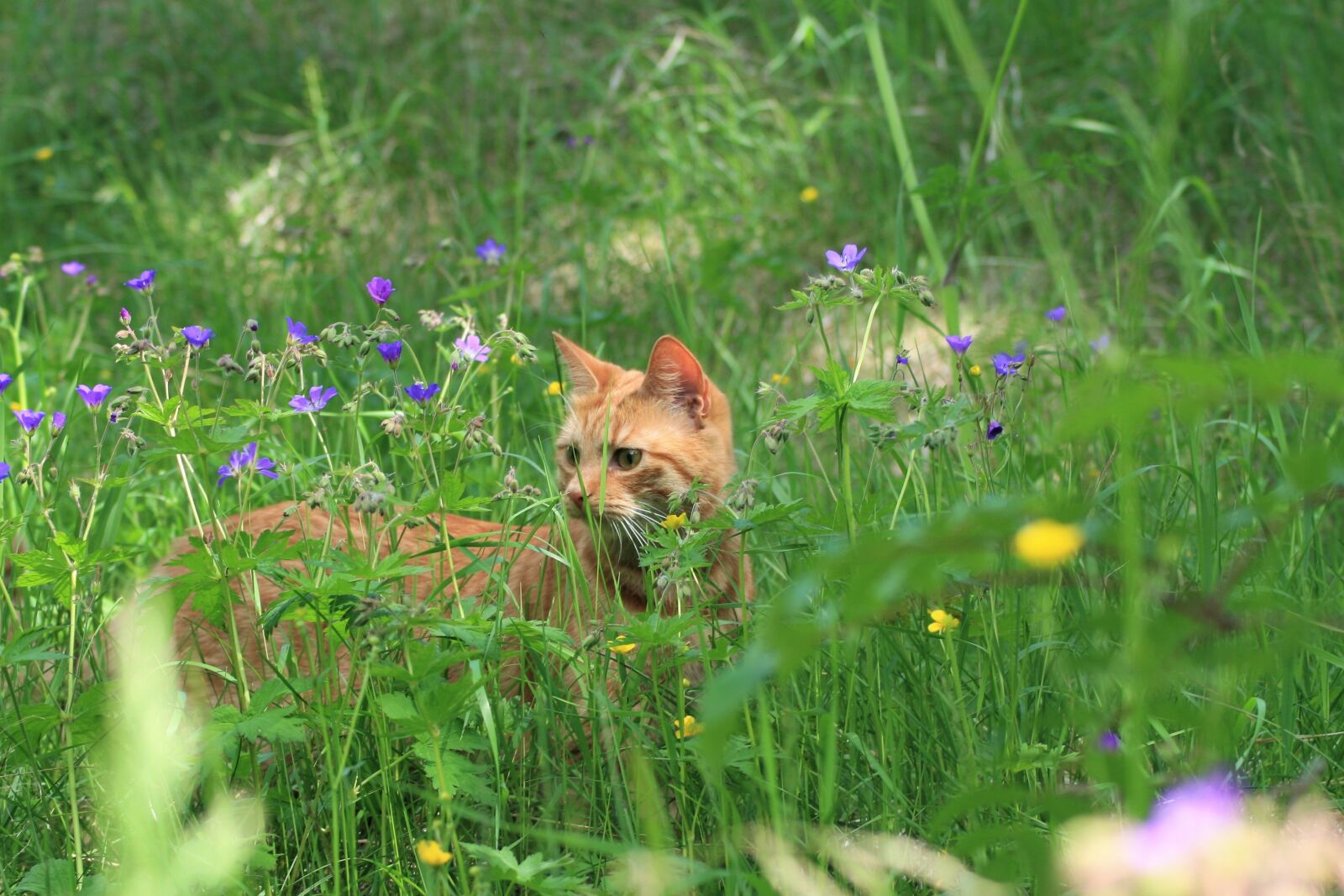 Canon EOS 30D sample photo. Summer, cat, nature photography