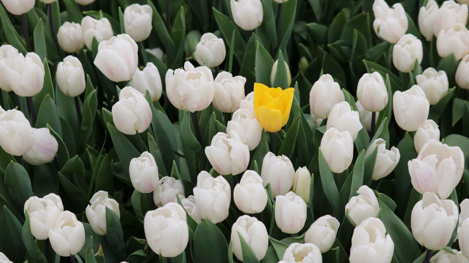 Canon EOS 750D (EOS Rebel T6i / EOS Kiss X8i) sample photo. Tulip, flower, nature photography