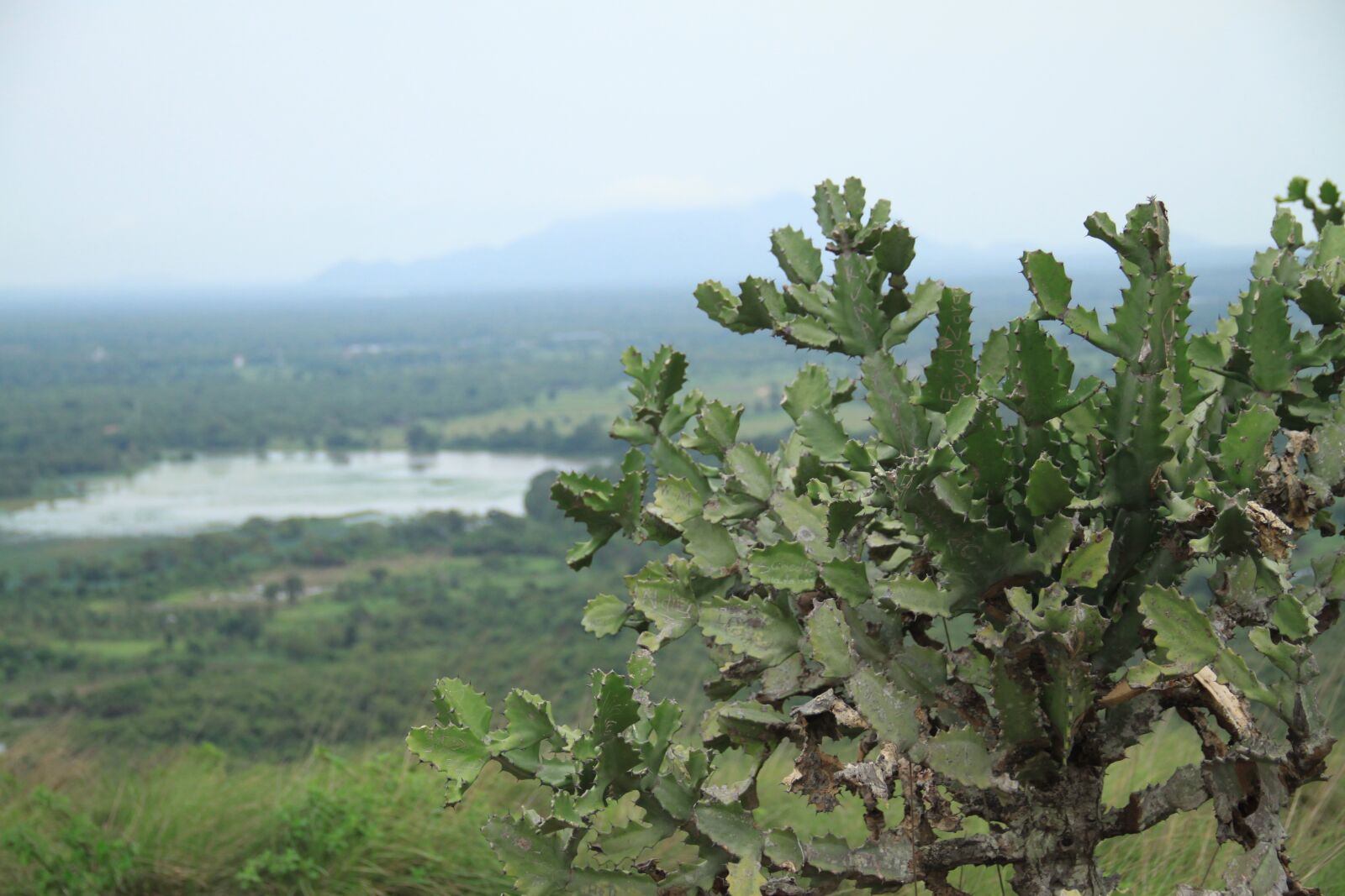 Canon EOS 500D (EOS Rebel T1i / EOS Kiss X3) sample photo. Cactus, asia, sri lanka photography