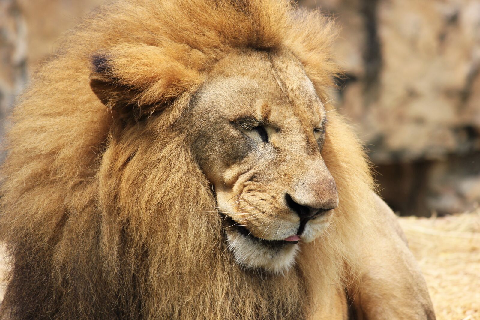 Canon EOS 550D (EOS Rebel T2i / EOS Kiss X4) sample photo. Lion, mane, big cat photography