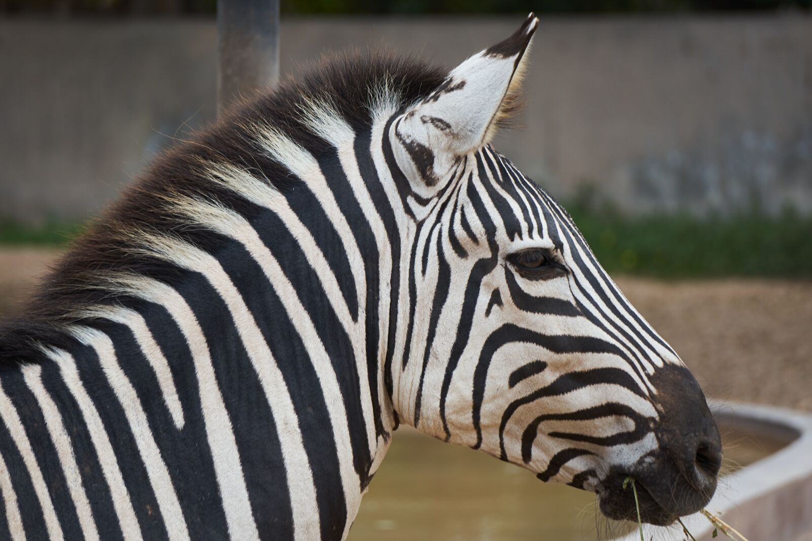 Sony a7 sample photo. Zebra, mammal, stripes photography