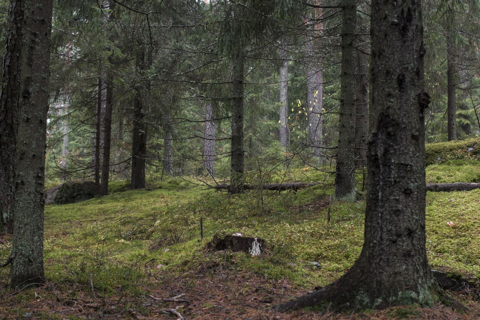 Canon EF 35mm F2 sample photo. Forest, finnish, autumn photography