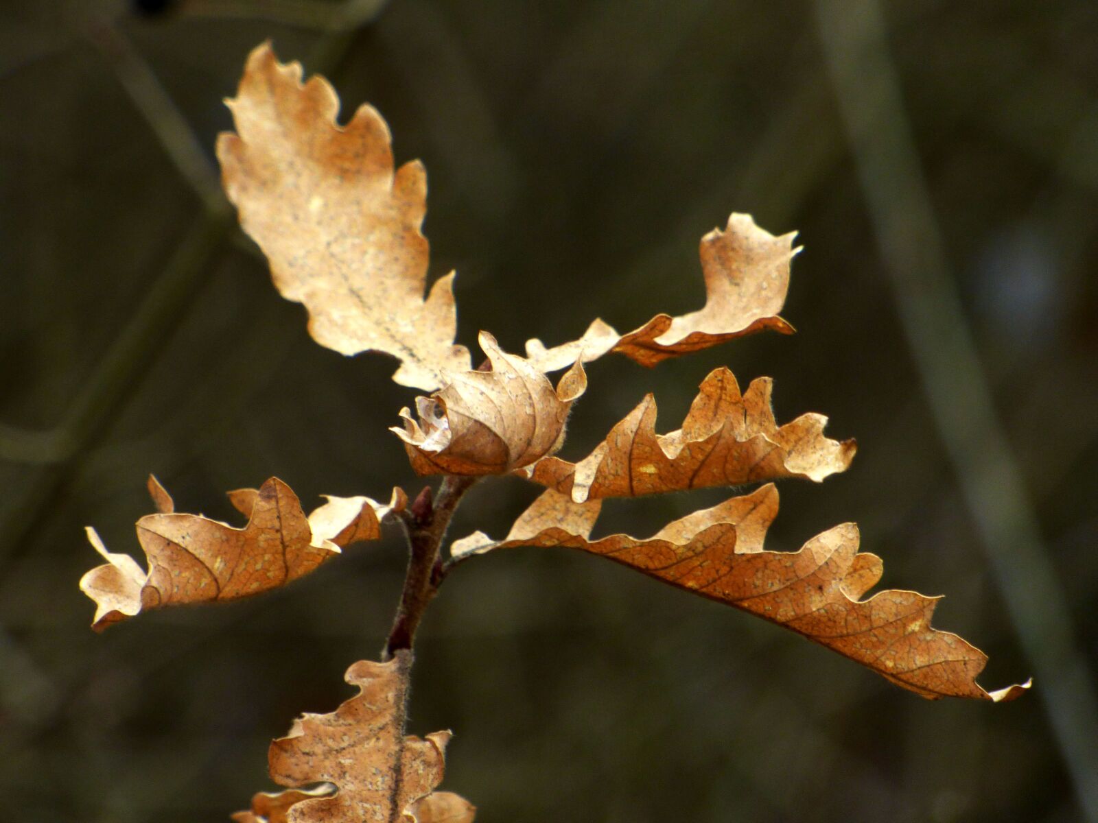 Panasonic DMC-FZ72 sample photo. Leaves, winter, nature photography