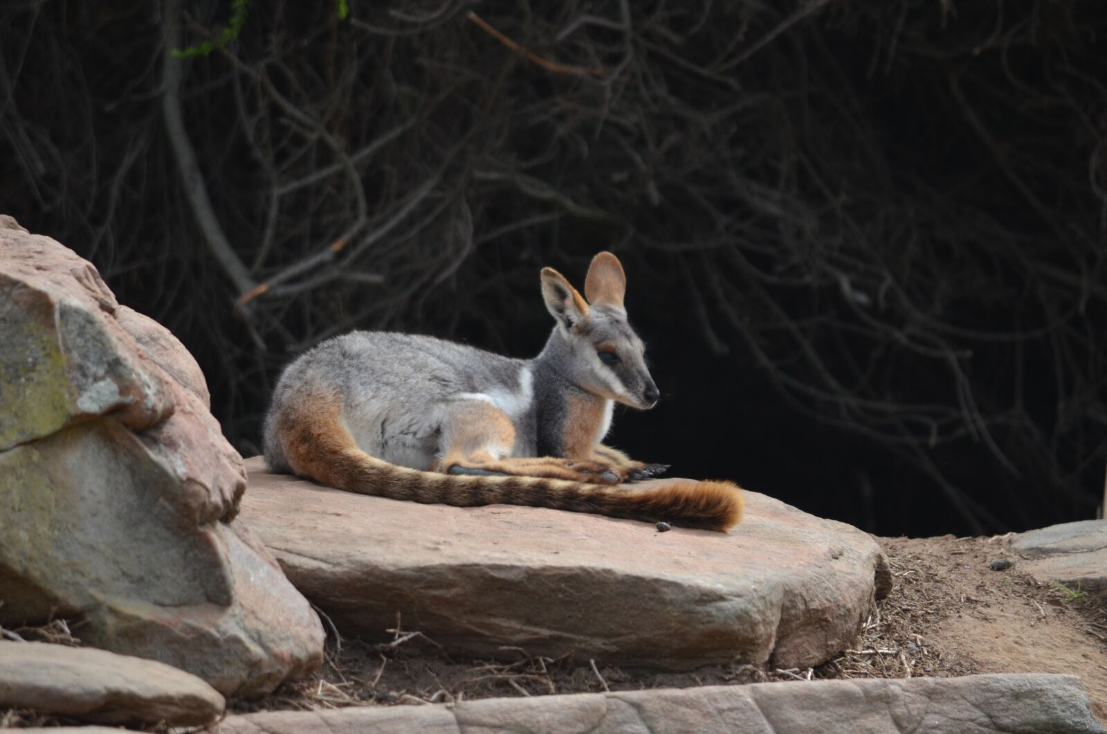 Nikon D5100 sample photo. Animal, mammal, nature photography