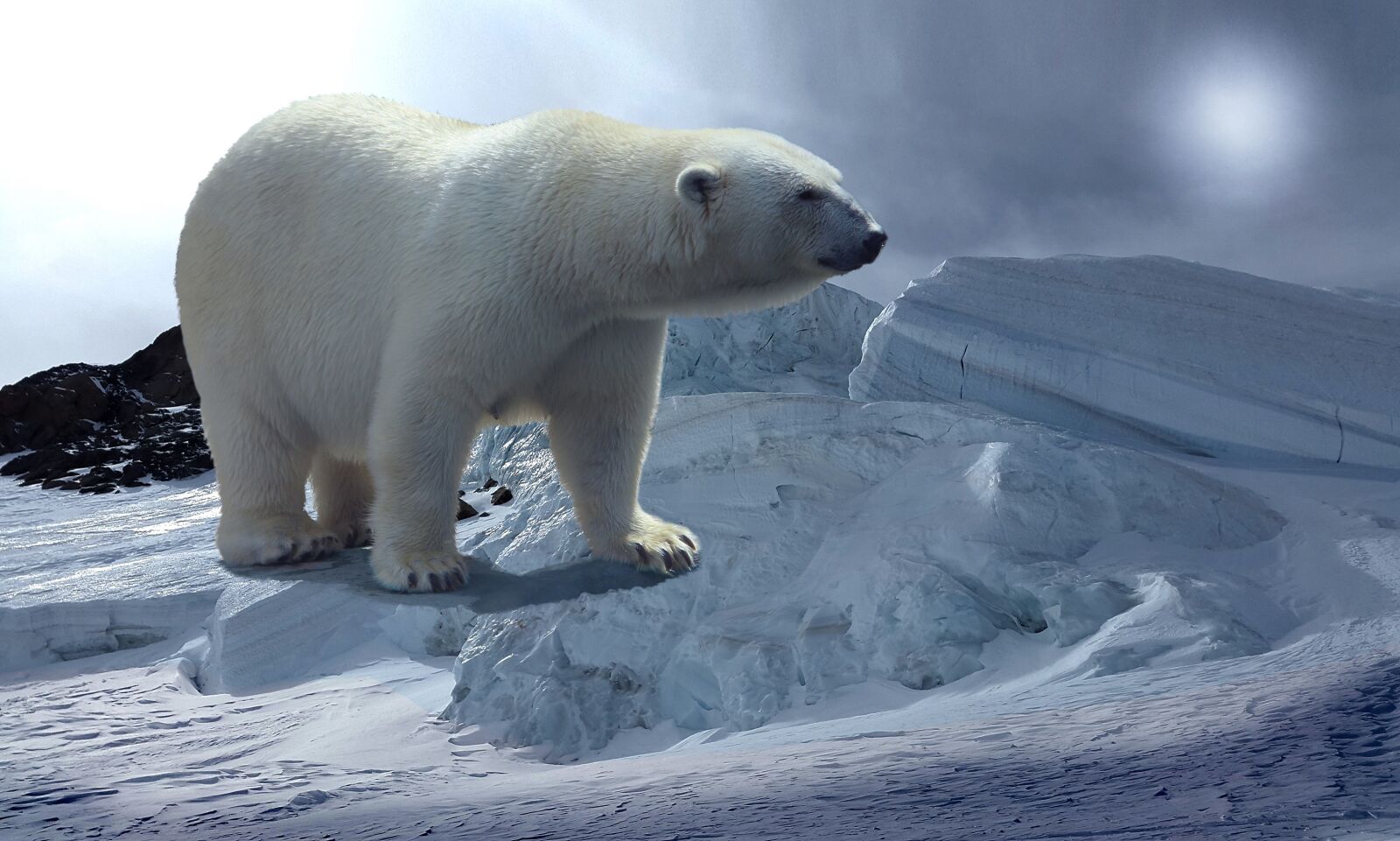 Samsung Galaxy Alpha sample photo. Polar bear, glacier, cold photography