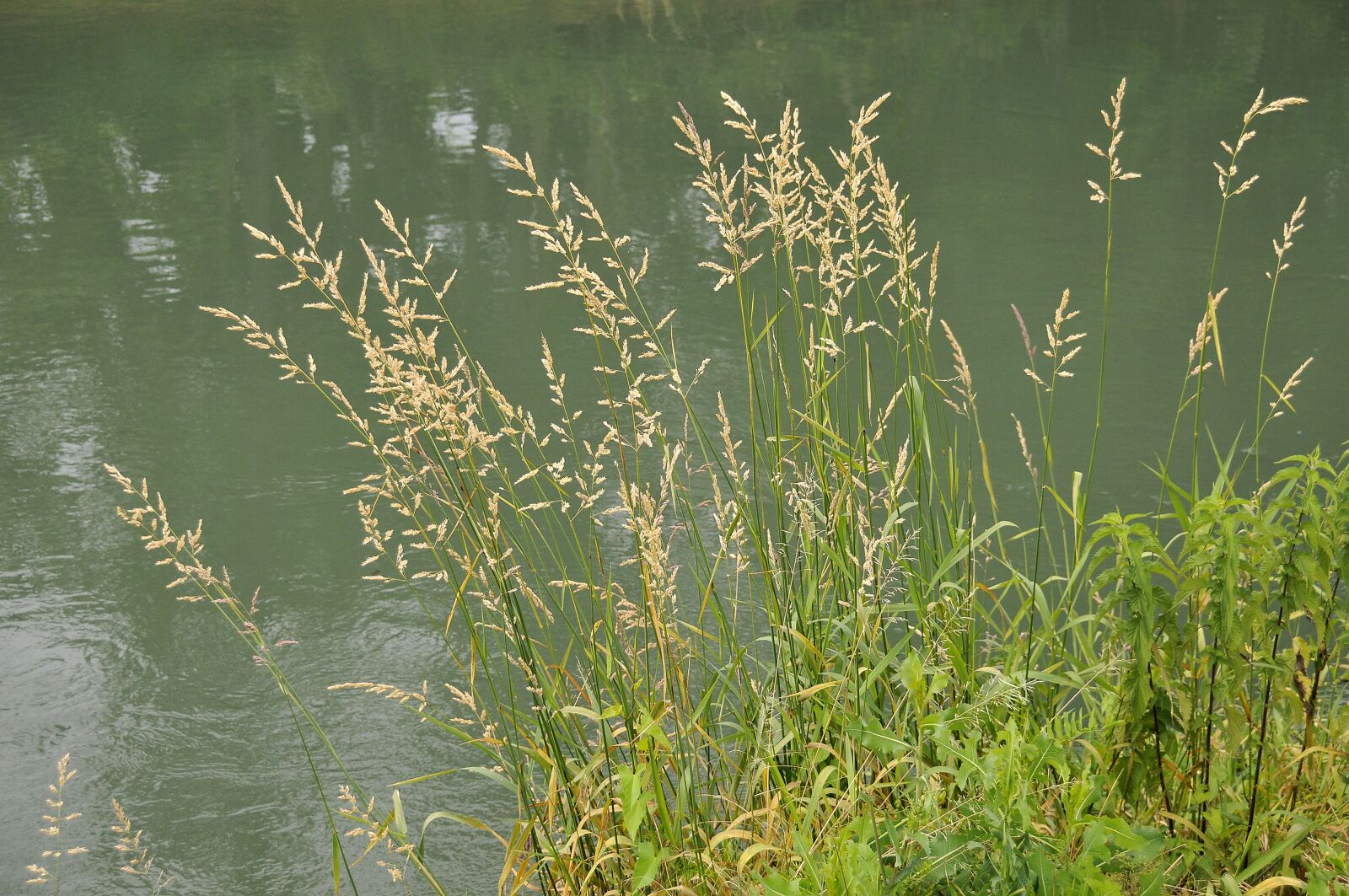Nikon D300 sample photo. Nature, water, summer photography
