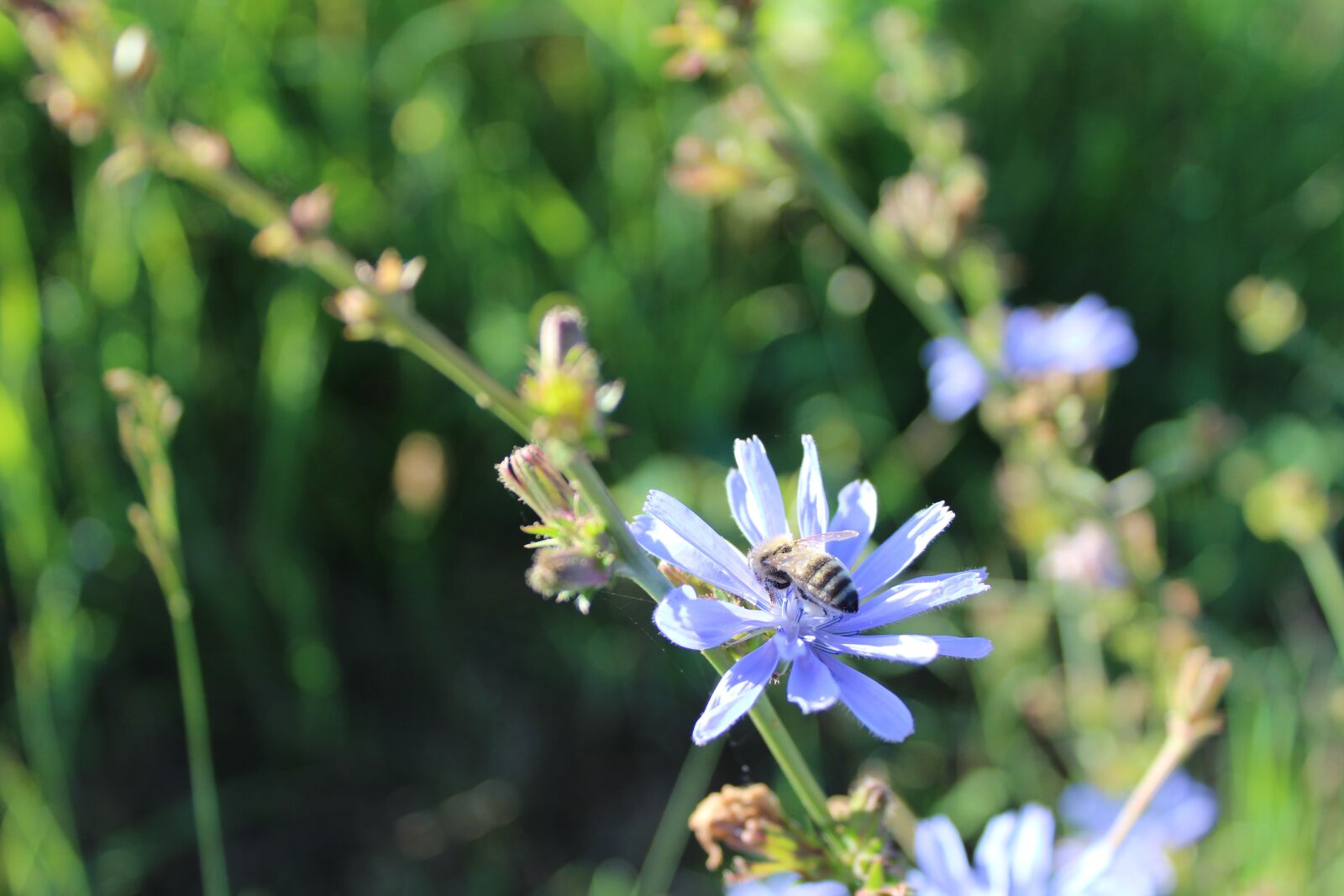 Canon EOS 1300D (EOS Rebel T6 / EOS Kiss X80) sample photo. Flower, bee, nature photography