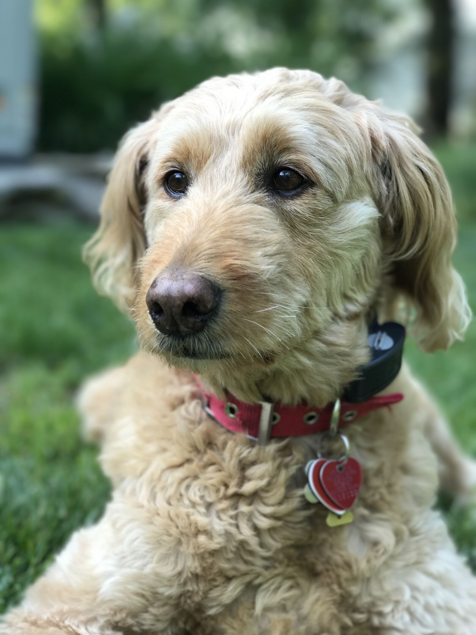 iPhone 7 Plus back dual camera 6.6mm f/2.8 sample photo. Golden doodle, dog, puppy photography