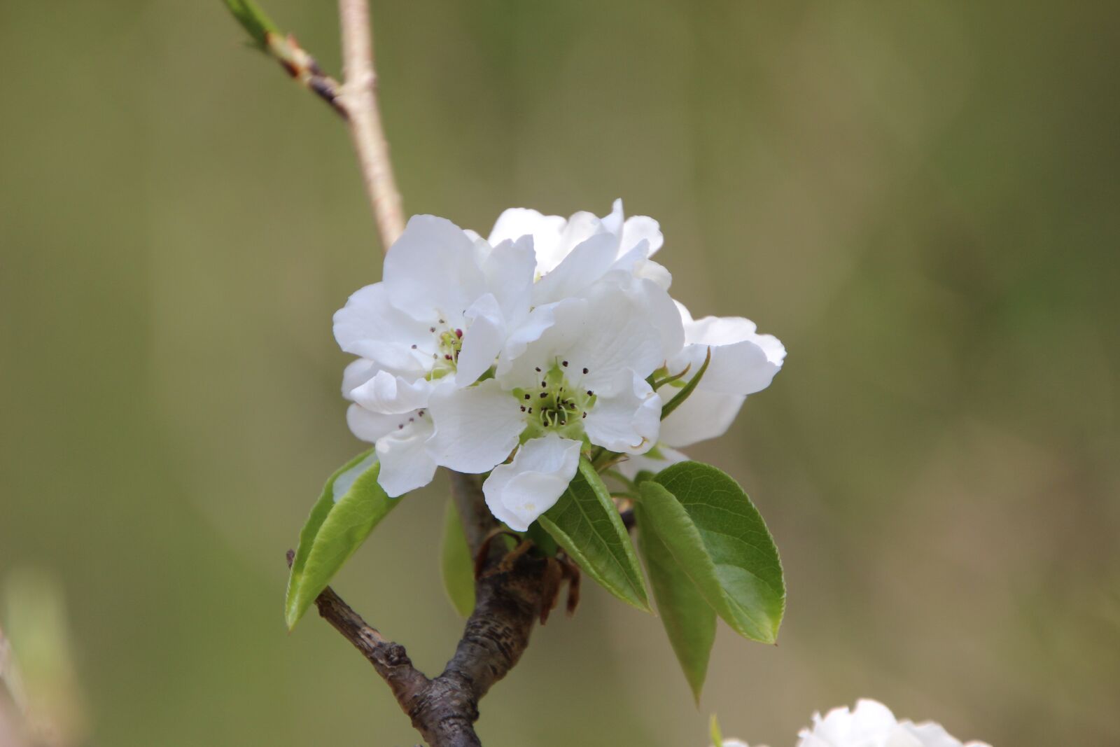 Canon EOS 600D (Rebel EOS T3i / EOS Kiss X5) sample photo. "Tree, flowers, plum blossom" photography
