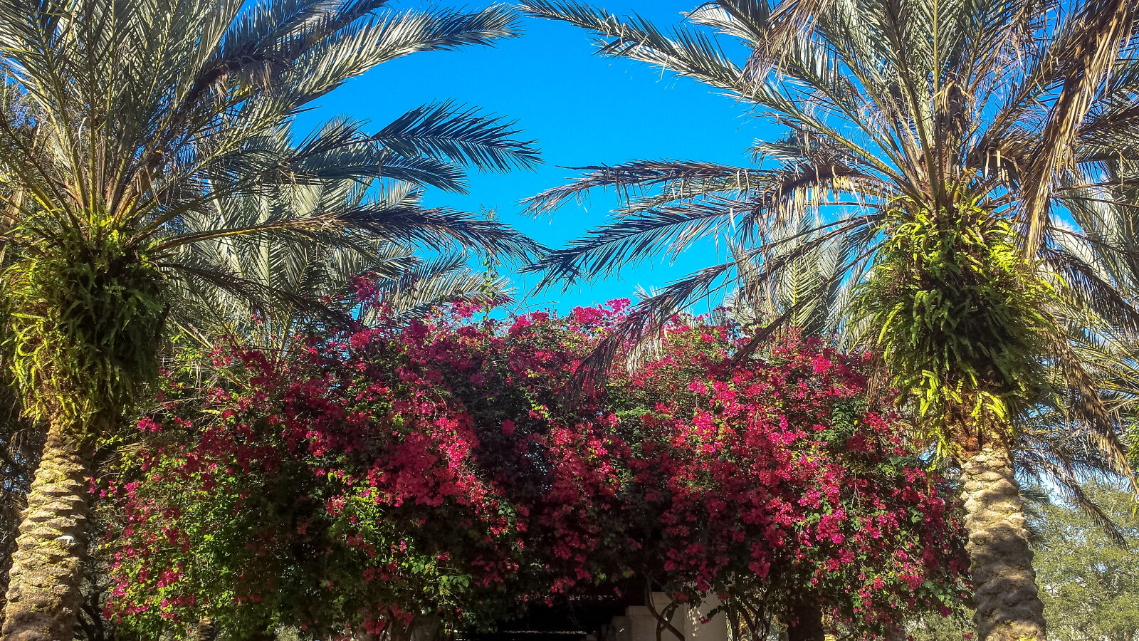 Samsung Galaxy S4 sample photo. Blue, clear, flowers, nature photography
