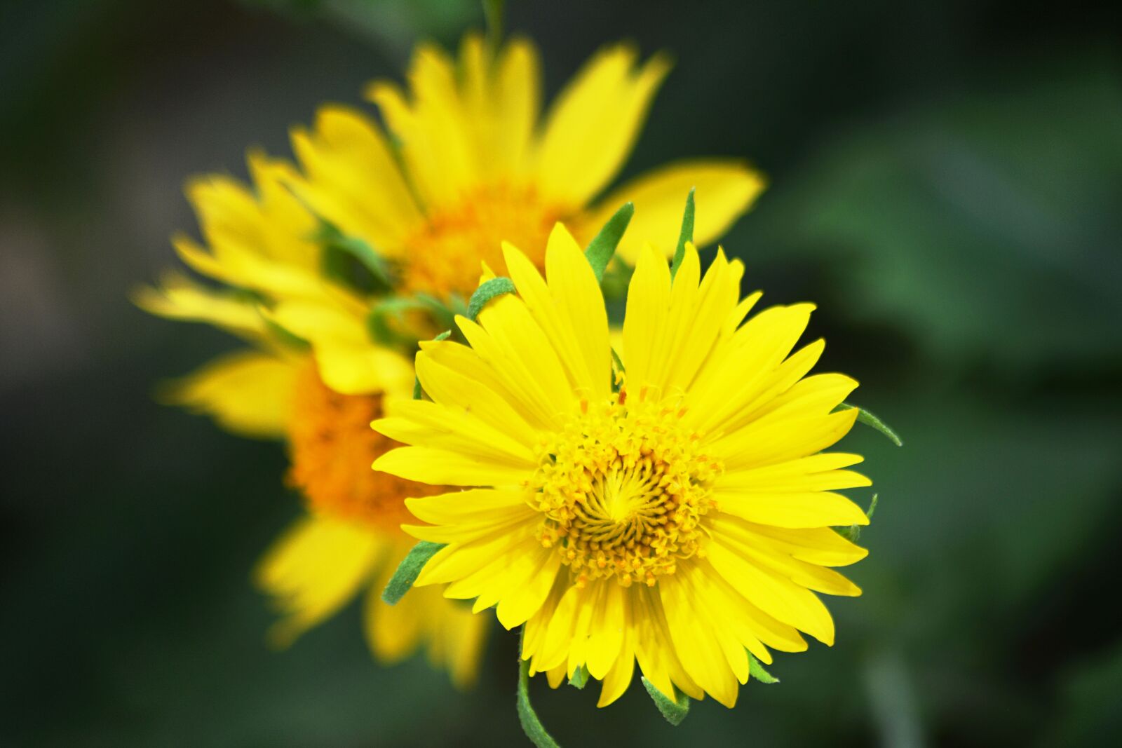Nikon D5200 sample photo. Yellow, nature, blossom photography