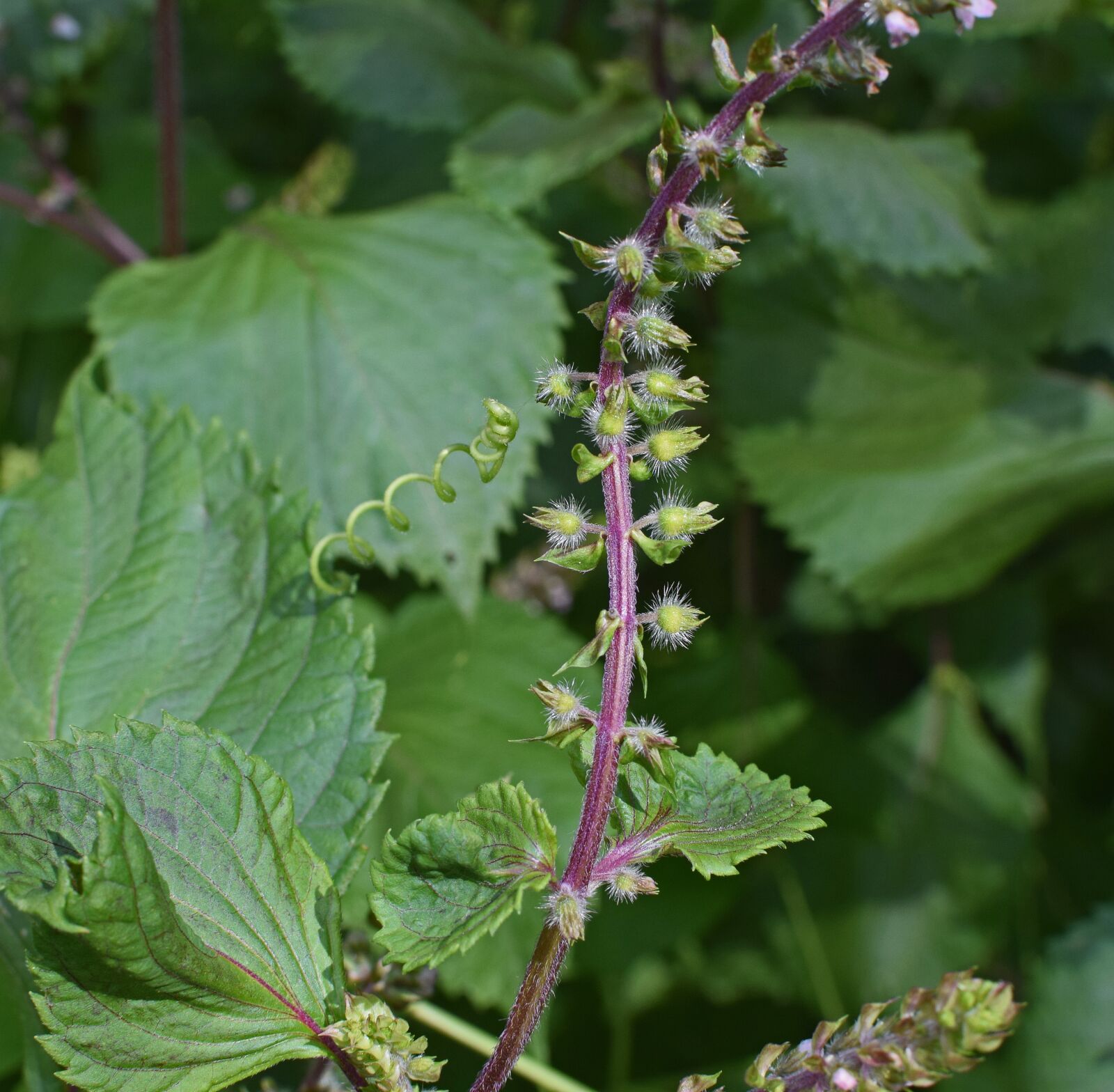 Nikon D3300 sample photo. Beefsteak plant buds, wild photography
