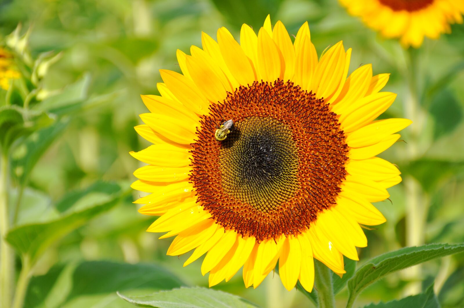 Nikon D90 sample photo. Nature, sunflower, summer photography