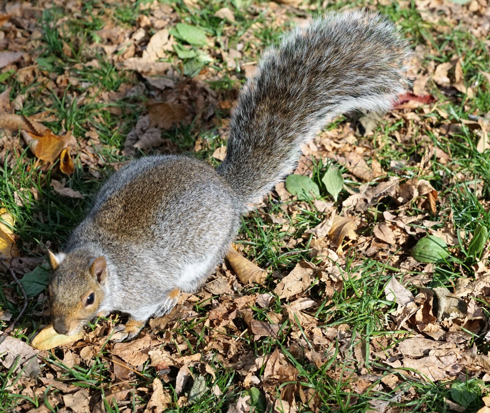 Sony ILCA-77M2 + Sony DT 16-50mm F2.8 SSM sample photo. Squirrel, animal, park photography