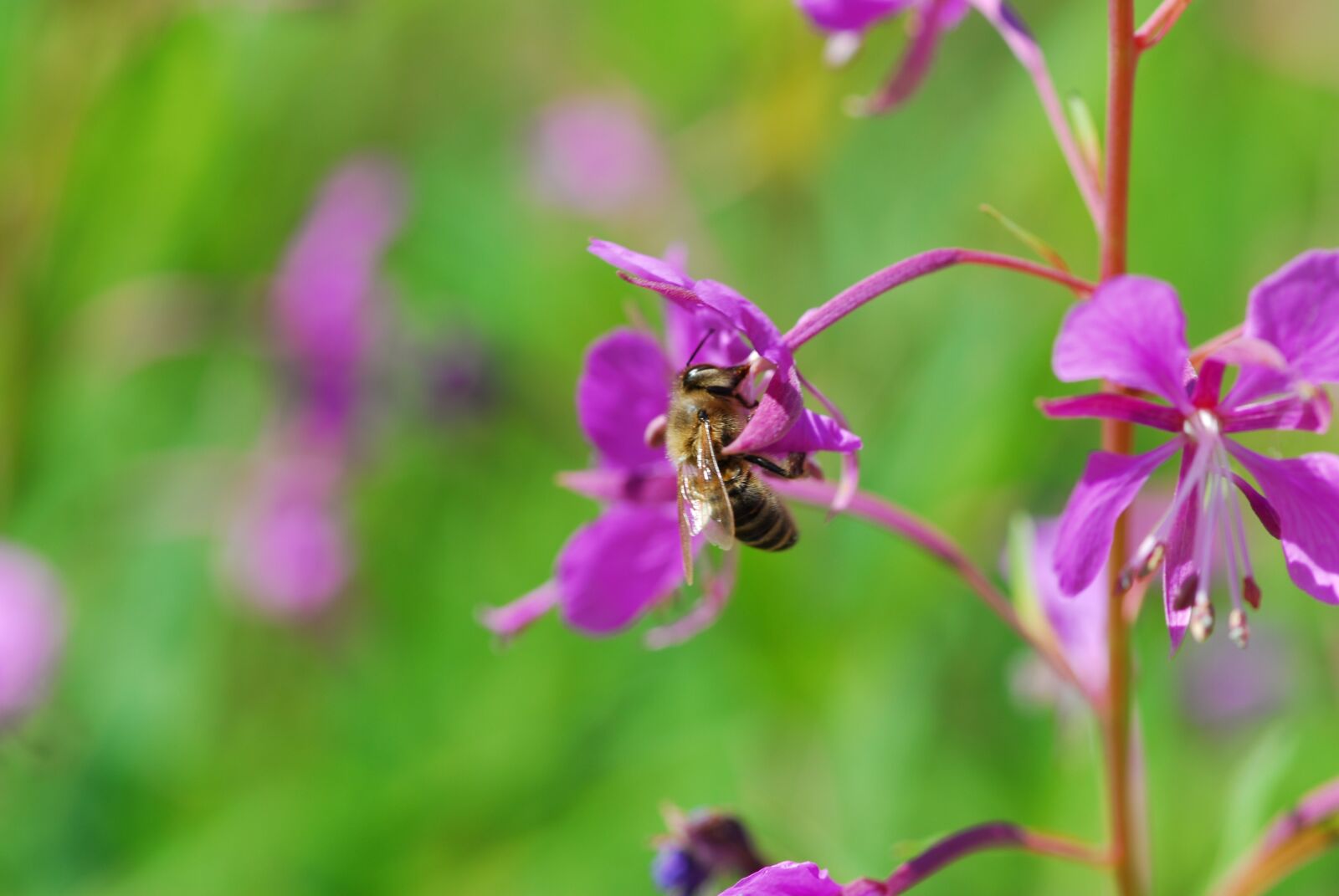 Nikon D200 sample photo. Flower, bee, nature photography