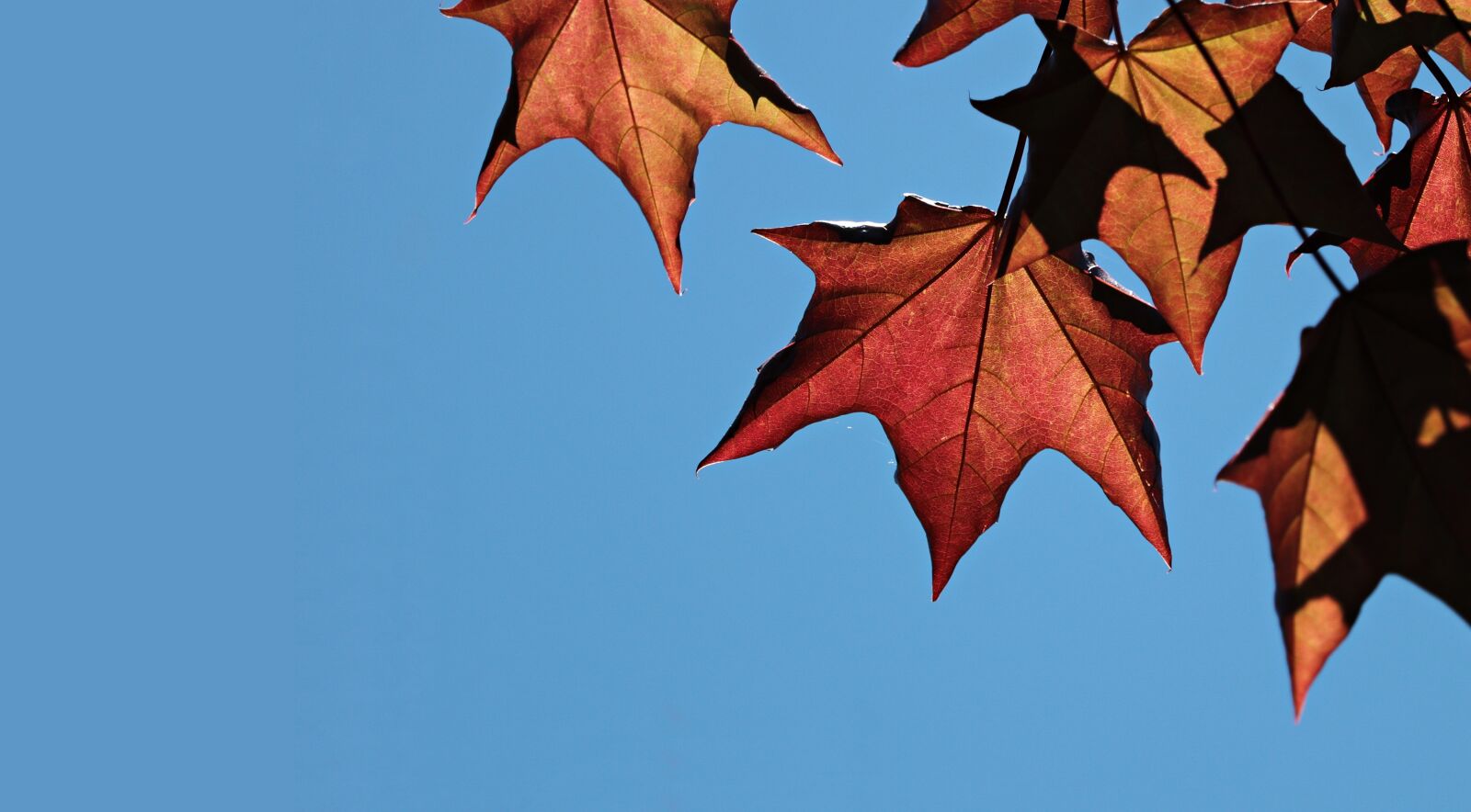 Canon EF-S 55-250mm F4-5.6 IS STM sample photo. Maple leaves, sky, maple photography