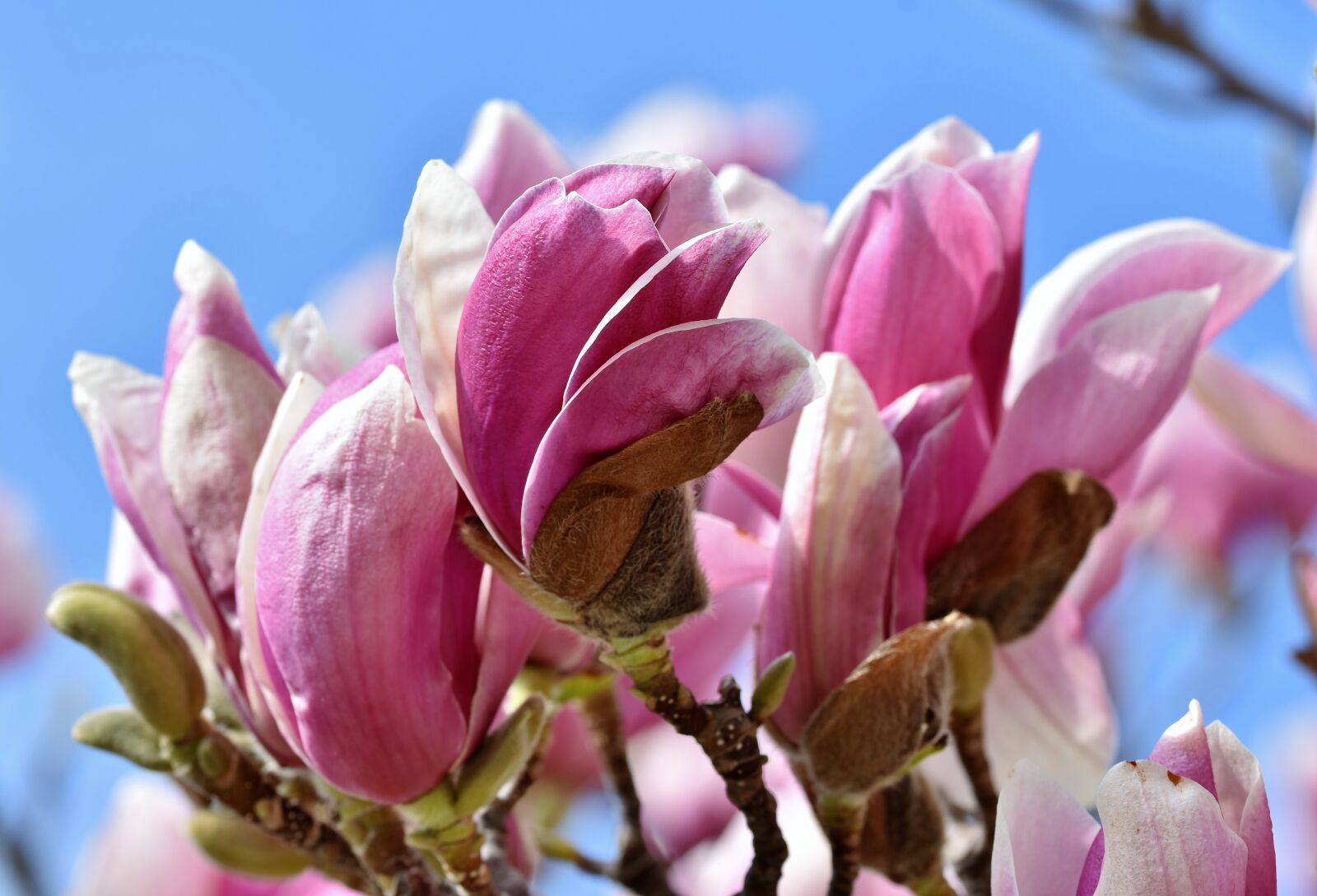 Nikon D7200 sample photo. Magnolia, magnolia tree, flowers photography